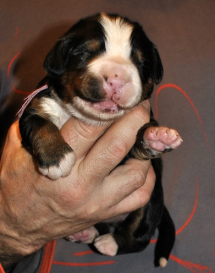 f seren 1week