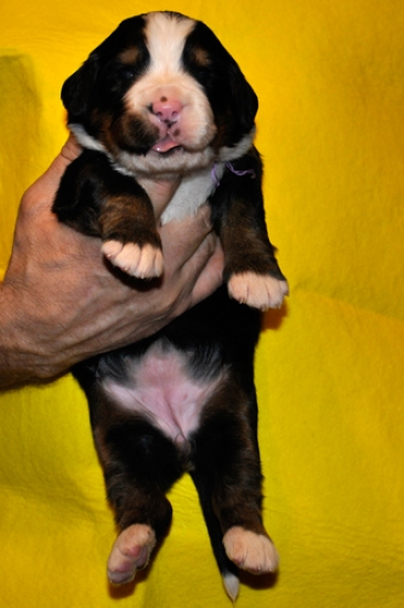 s siren 2weeks