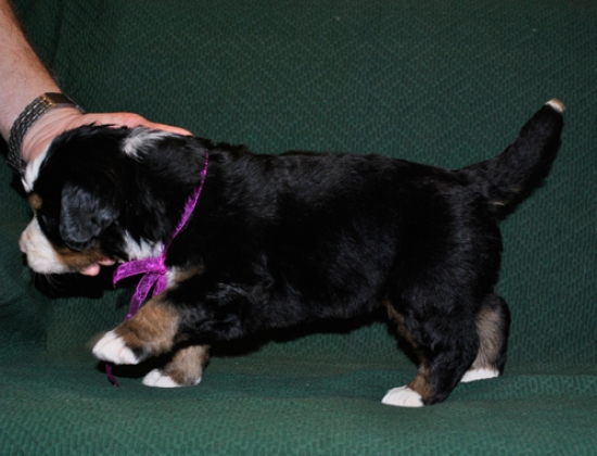 s siren 4weeks 1