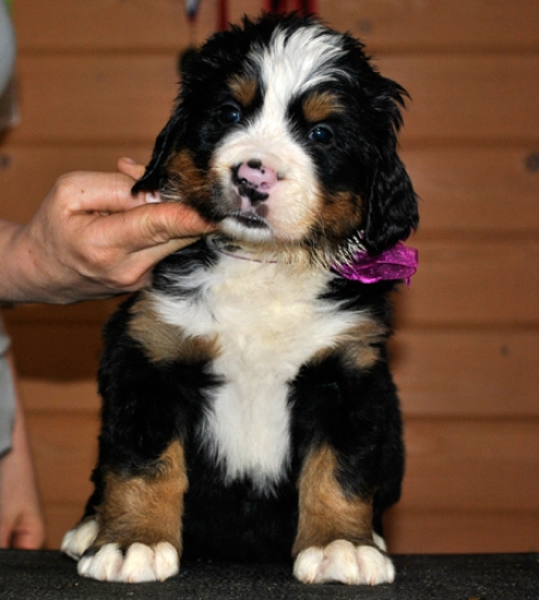s siren 5weeks