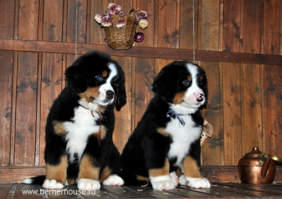 k broun k grey 8weeks 1
