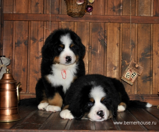k red k green 8weeks