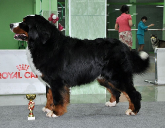 cacib bob belgorod
