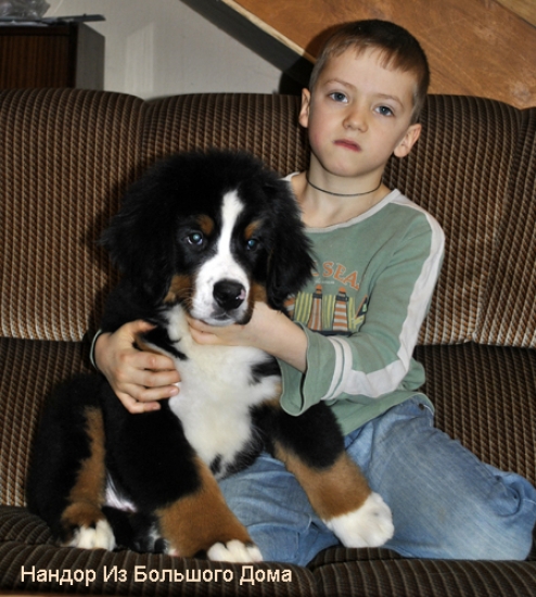 nandor 11weeks 1