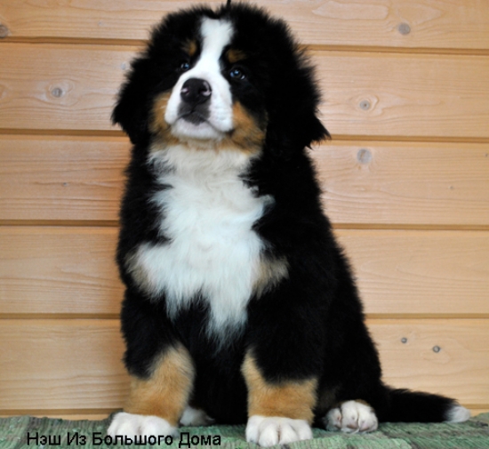 nesh 11weeks 1