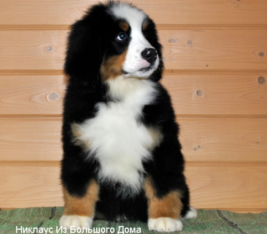 niklaus 11weeks 1