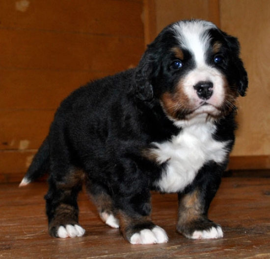 4weeks