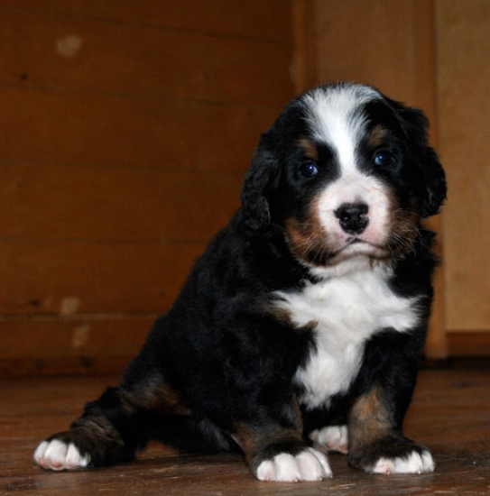 4weeks 1