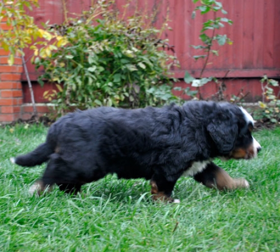 6 weeks 5