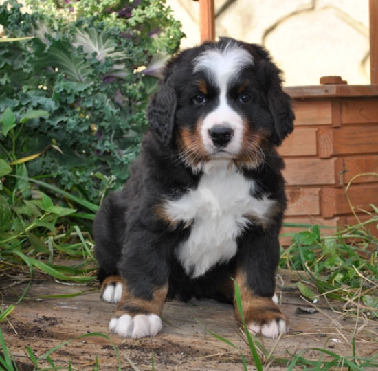 6 weeks 7