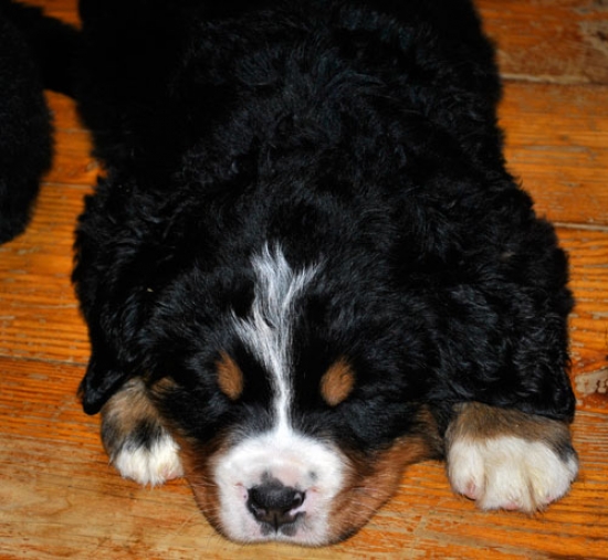 k grey 6weeks 1