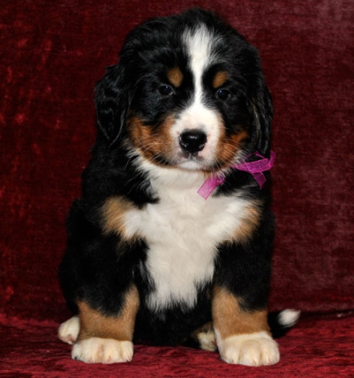 s lilac 6weeks
