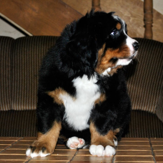 7 weeks 6