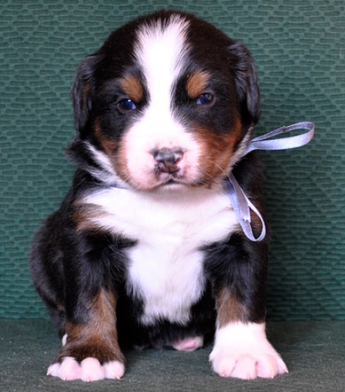 4 weeks 4