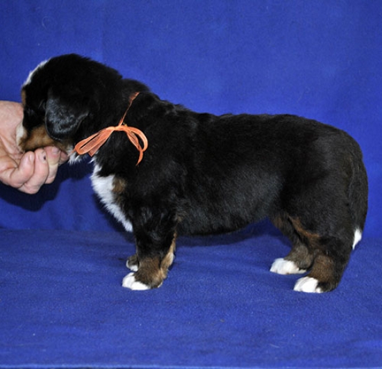 4 weeks 1