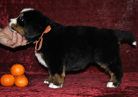 5 weeks 2