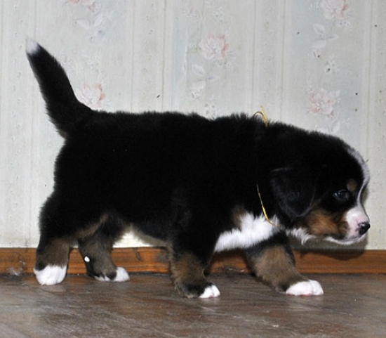 5 weeks 7