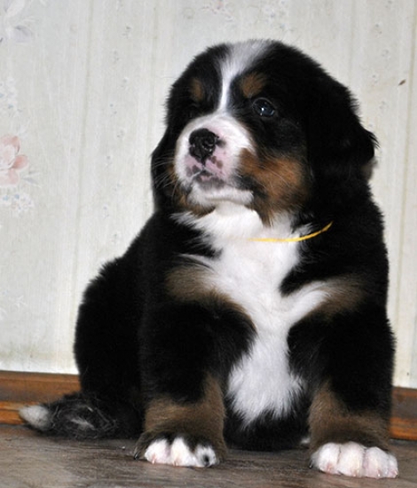 5 weeks 8