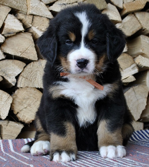 6 weeks 5