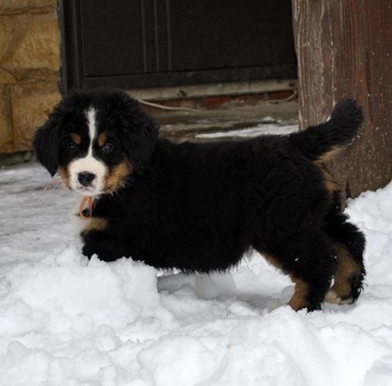 7 weeks 9