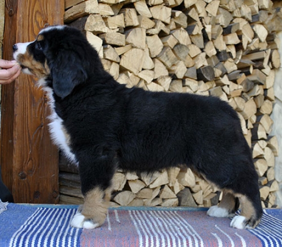 9 weeks 3