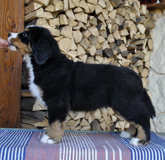 9 weeks 5