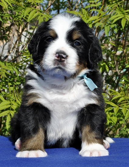 m l blue 4 weeks