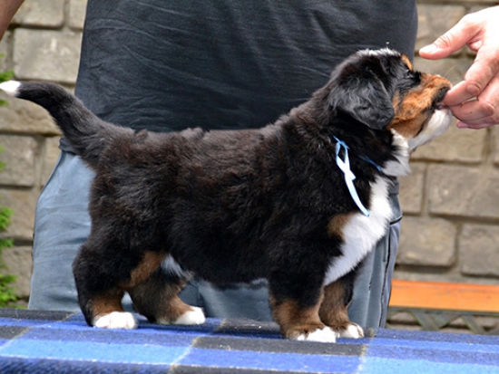 5 weeks 1