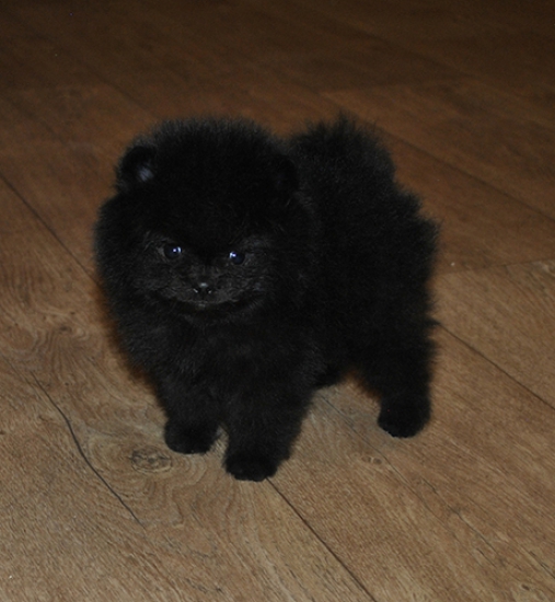 lilac 6 weeks