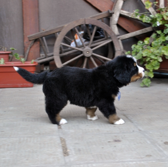 m blue 5 weeks 1