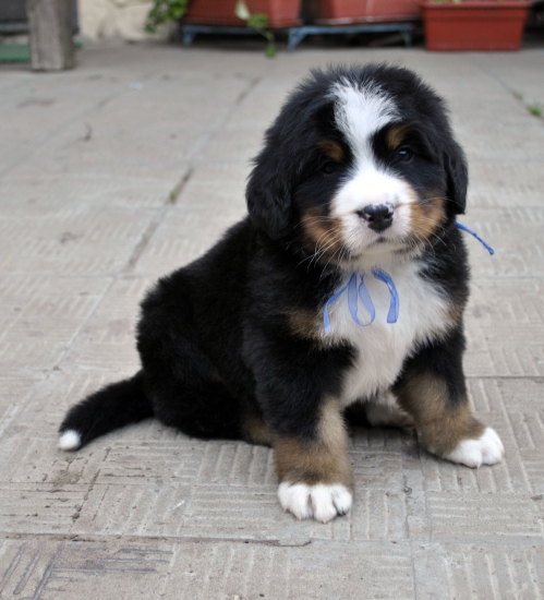 m blue 5 weeks 2
