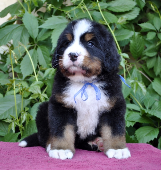 m blue 5 weeks 7