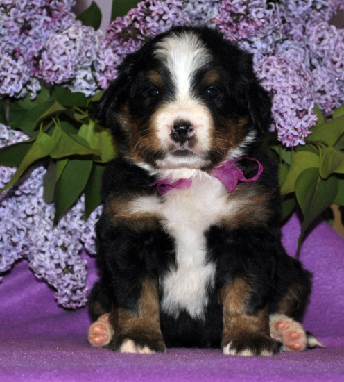 f lilac 4w