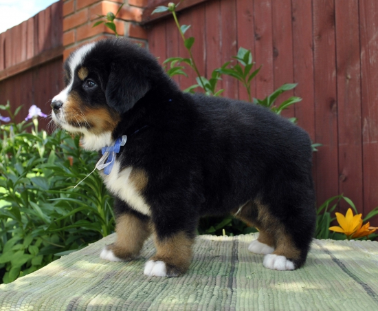m w blue 5 weeks 2