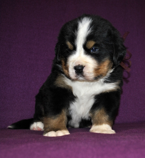 m brown 4 weeks
