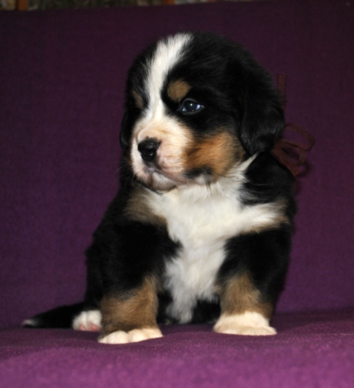 m brown 4 weeks 1
