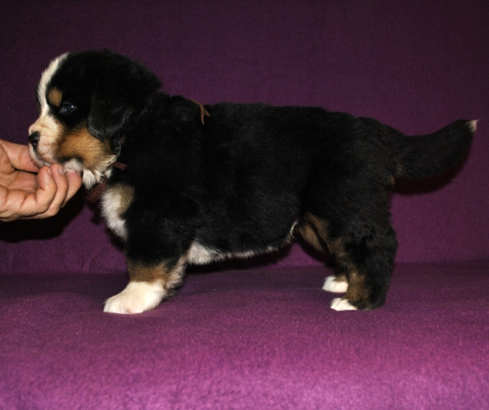 m brown 4 weeks 4