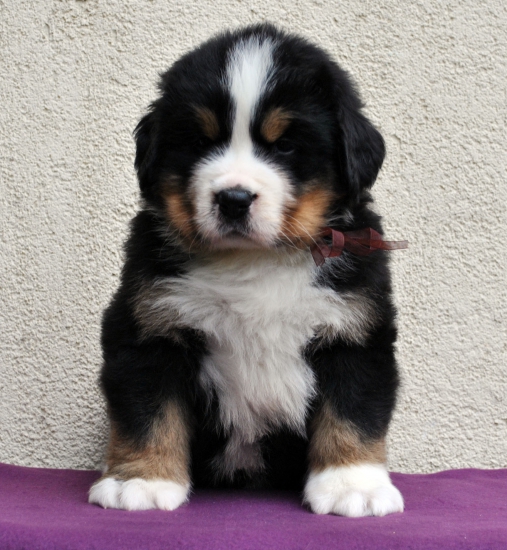 m brown 5 weeks 3