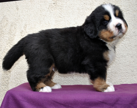 m brown 5 weeks 6