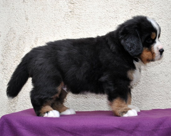 m brown 5 weeks 8