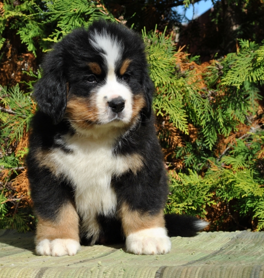 m brown 7 weeks 17