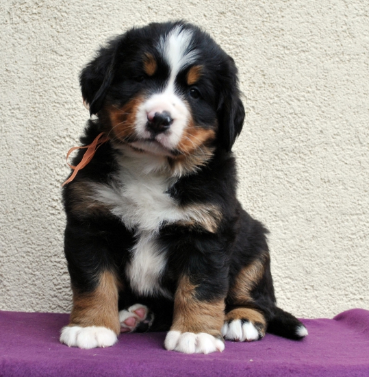 f orang 5 weeks