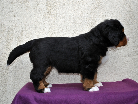 f orang 5 weeks 5