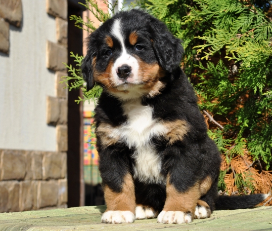 f orang 7 weeks