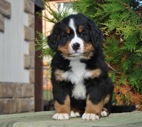 f orang 7 weeks 1