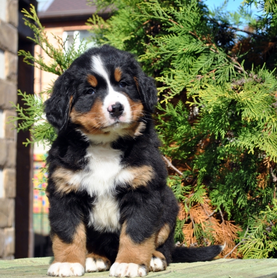 f orang 7 weeks 2