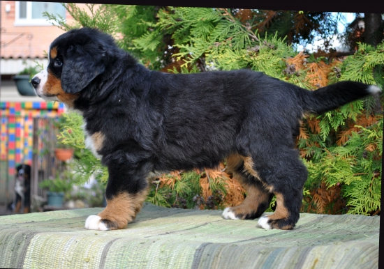f orang 7 weeks 4