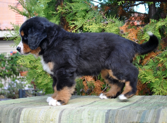 f orang 7 weeks 7