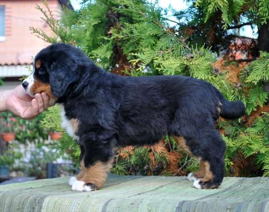 f orang 7 weeks 8