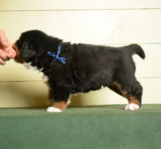 m blue 4 weeks 1